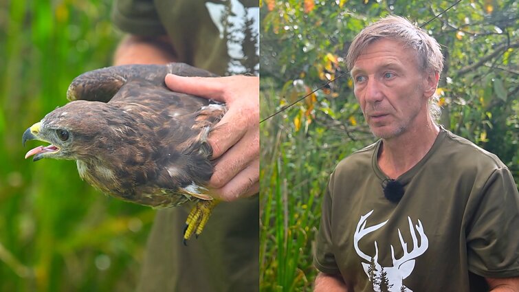 Kelis šimtus sužeistų sparnuočių išgelbėjęs Gintautas: neturiu nė vieno pikto paukščio