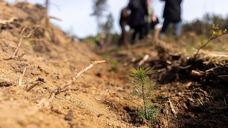 Lietuvoje prasidėjo miškasodis: dėl brangusių degalų šiemet kainuos daugiau nei iki šiol