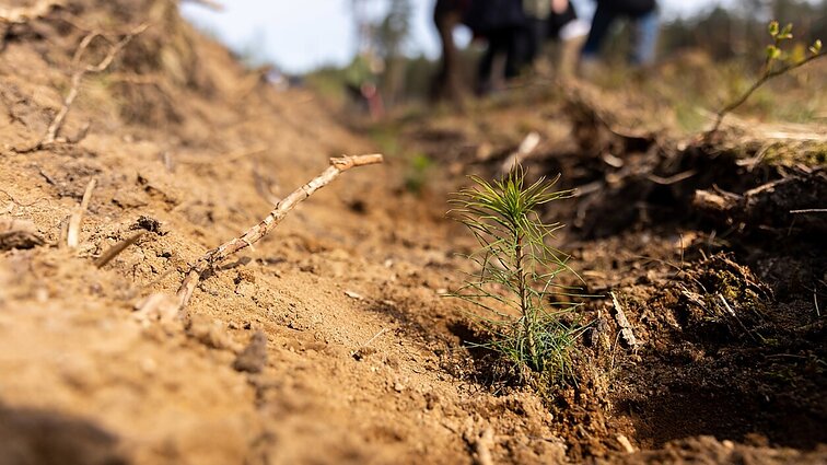 Prasidėjęs miškasodis dėl degalų kainų bus brangesnis, planas – pasodinti 32 mln. medelių