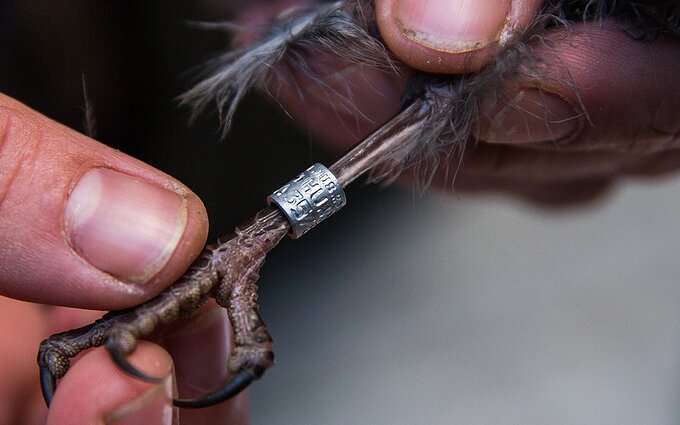 Paukščių žiedavimas