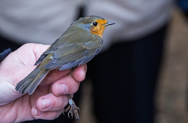 Paukščių žiedavimas