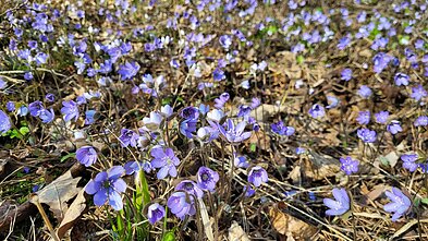 Triskiautė žibuokle