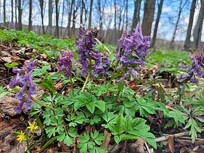 Paprastasis rūtenis