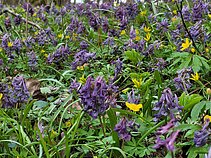 Paprastasis rūtenis