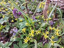 Paprastoji vištapienė