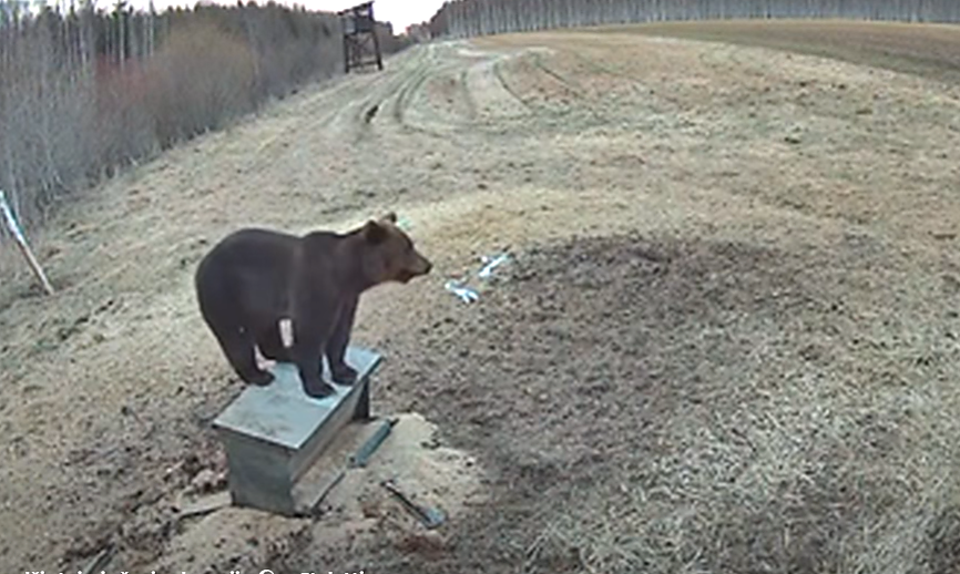 Meška Šimonių girioje