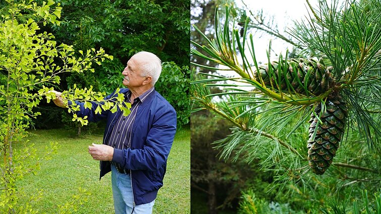 Nuo dinozaurų iki pušų riešutų: žvilgsnis į 500 rūšių medžius talpinančią Laimučio sodybą