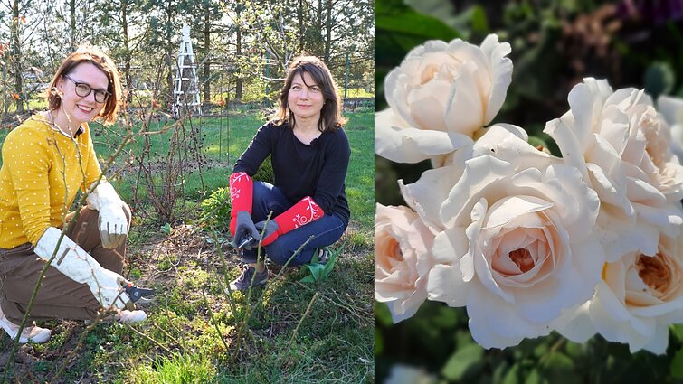 Specialistė parodė, kaip genėti rožių krūmus: jei norit gausesnių žiedų, nebijokit kirpti