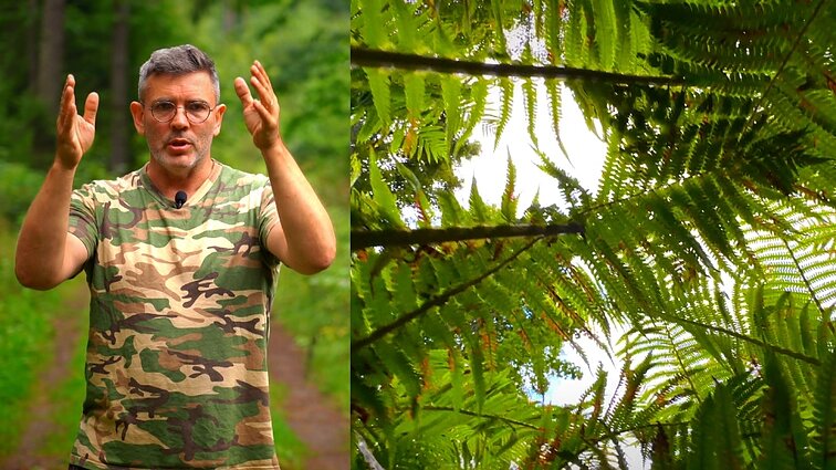 Platelių ežero saloje po papartyną vaikštinėjęs Čepulis: kai kurių lapai aukštesni už mane