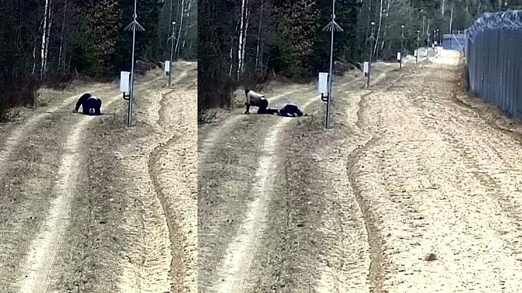 „Migrantai lenda tiesiog iš žemės“: Baltarusijos pasieny – unikalūs bandymai patekti į šalį