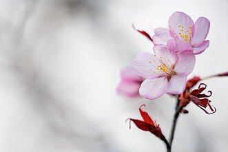 Sakuros Sakuros