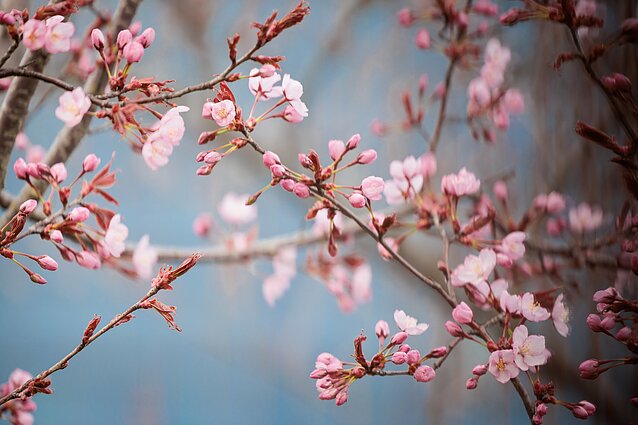 Sakuros Sakuros