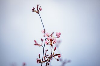 Sakuros Sakuros