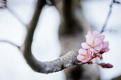 Sakuros Sakuros