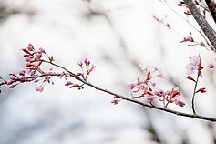 Sakuros Sakuros