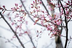 Sakuros Sakuros