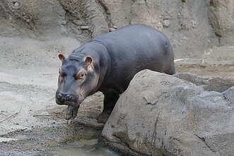 Hipopotamas. Asociatyvi