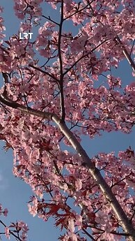 Pavasaris išpuošė Vilnių – prie Baltojo tilto pražydo sakuros