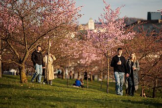 Цветущие сакуры в Вильнюс