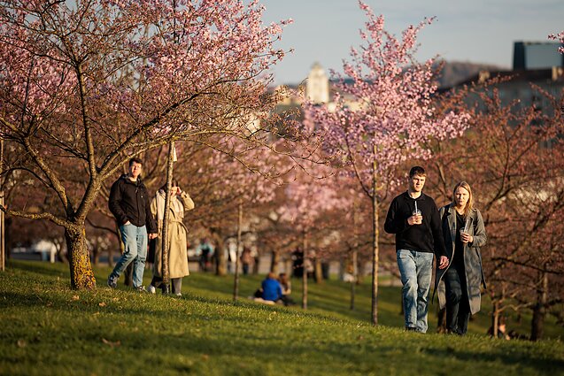 Цветущие сакуры в Вильнюс