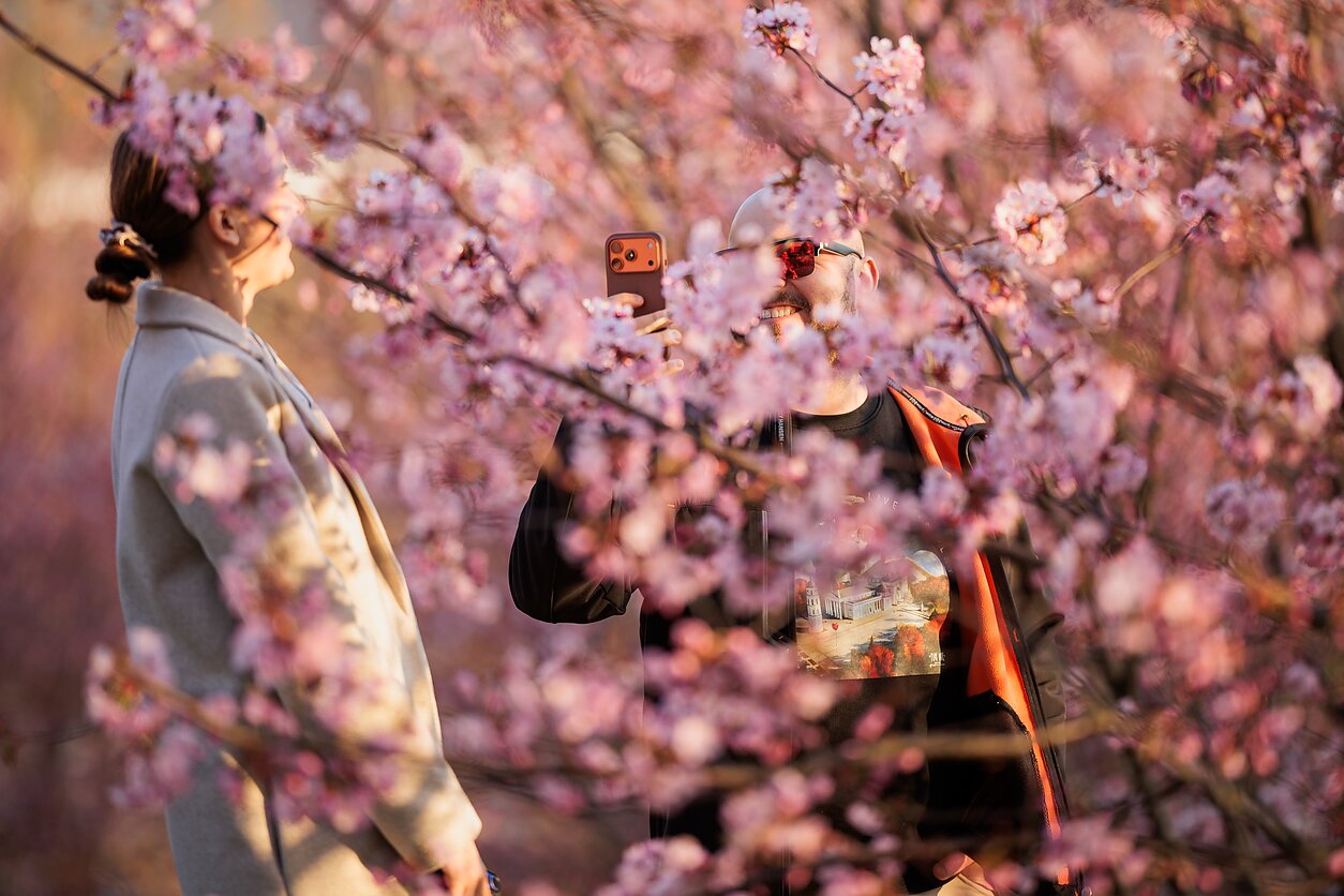 Vilniuje žydi sakuros