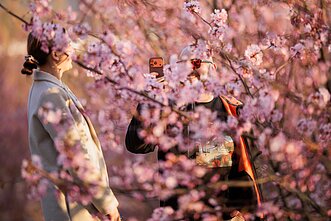 Vilniuje žydi sakuros