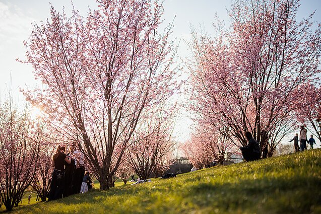 Vilniuje žydi sakuros