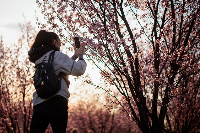 Vilniuje žydi sakuros