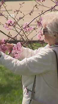 Kaip prižiūrėti sakurą savo kieme?