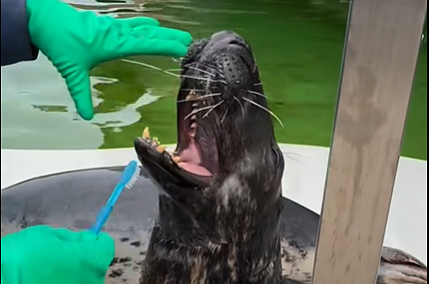 Ruoniui valomi dantys