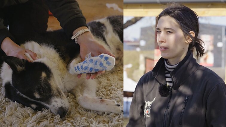 Išvykimo krepšys – ir augintiniams: pasidalino patarimais, galinčiais išgelbėti gyvybę