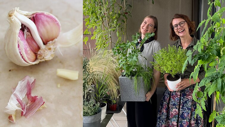 Parodė, kaip išvengti įkyrių kenkėjų balkono sodelyje: prireiks tik česnako ir vandens