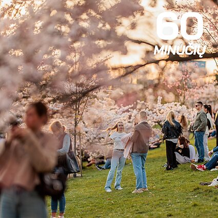 Sakurų žydėjimas Vilniuje