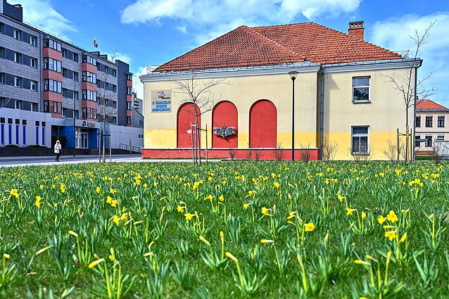 Pirmieji pavasario žiedai Panevėžyje