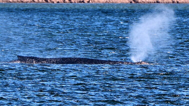 Banginio gelbėjimo operacija Vokietijoj tampa ir politine drama: įsitraukė net prezidentas