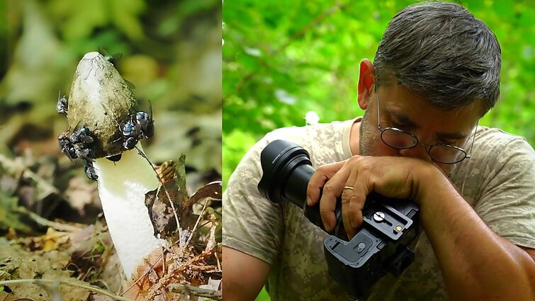 Su mišką savo dvoku tvindančiu grybu susidūręs Čepulis: lyg paimtum lavoną ir jį uostytum