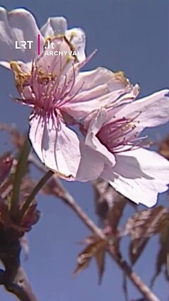 Ar žinojote, kad ką tik pražydusios sakuros į Vilnių atkeliavo 2001 metais?