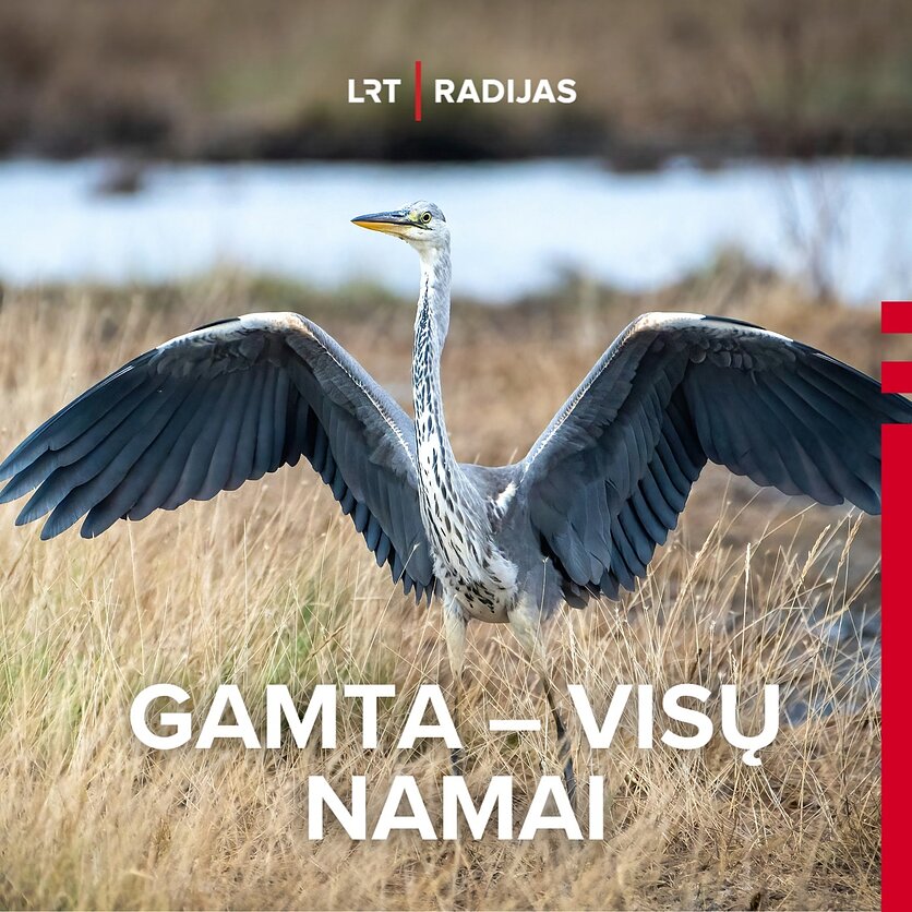 Unsplash    , Garnys