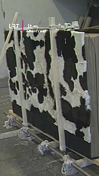 Sunkiausia knyga – 1997 metais Sigito Staniūno sukurtas rekordas