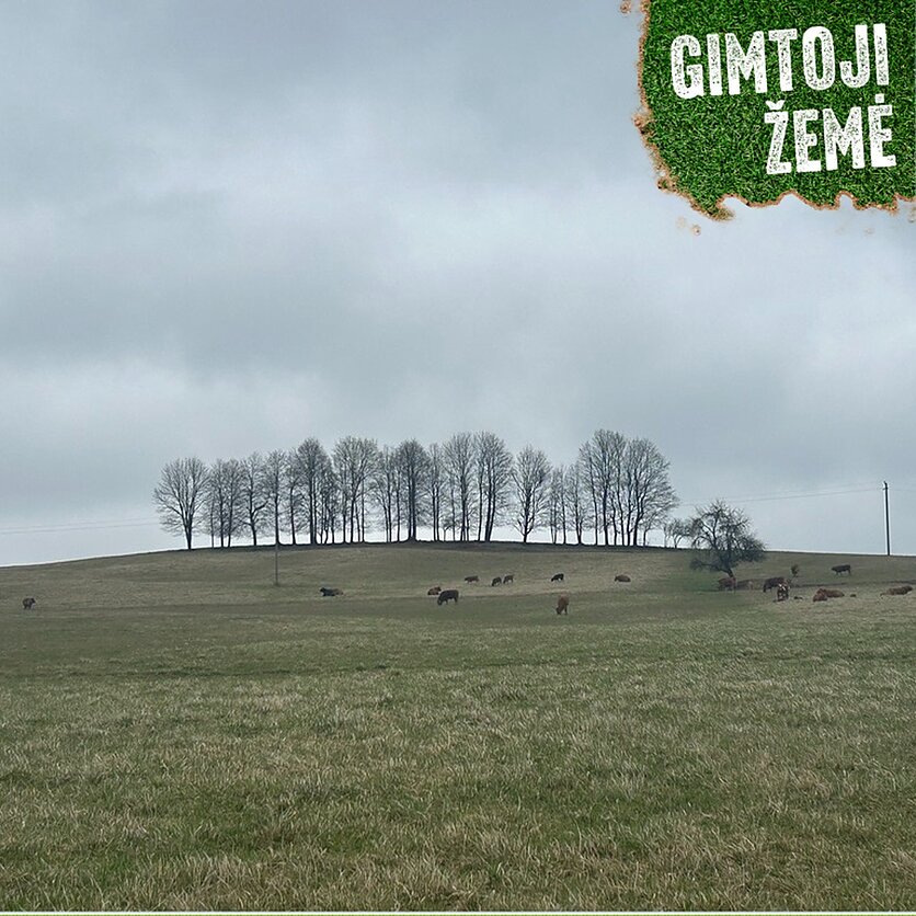 LRT./Rūta Simanavičienė, Ūkininko Jono Chaladausko laukas Jonavos rajone.