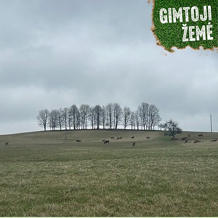 Ūkininko Jono Chaladausko laukas Jonavos rajone.