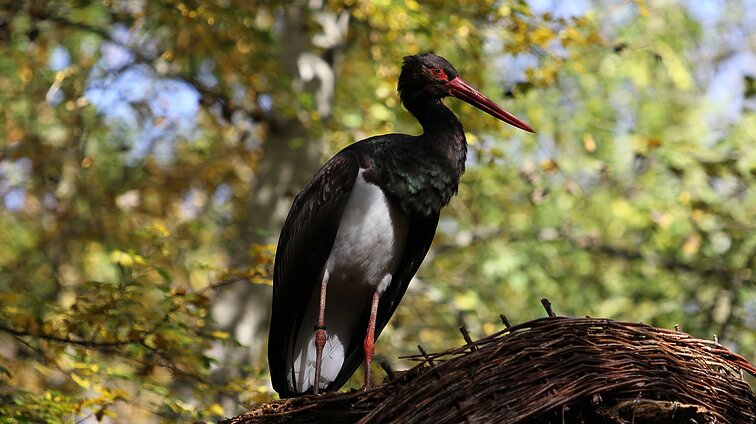 Reta galimybė atsidurti išskirtiniame lizde: kviečia stebėti perinčius juoduosius gandrus