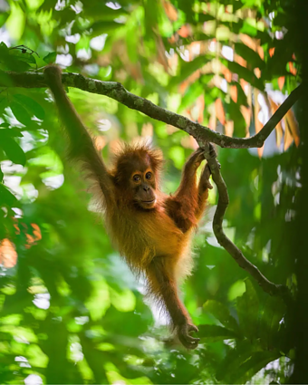 „Orangutanų patelė“ kadras