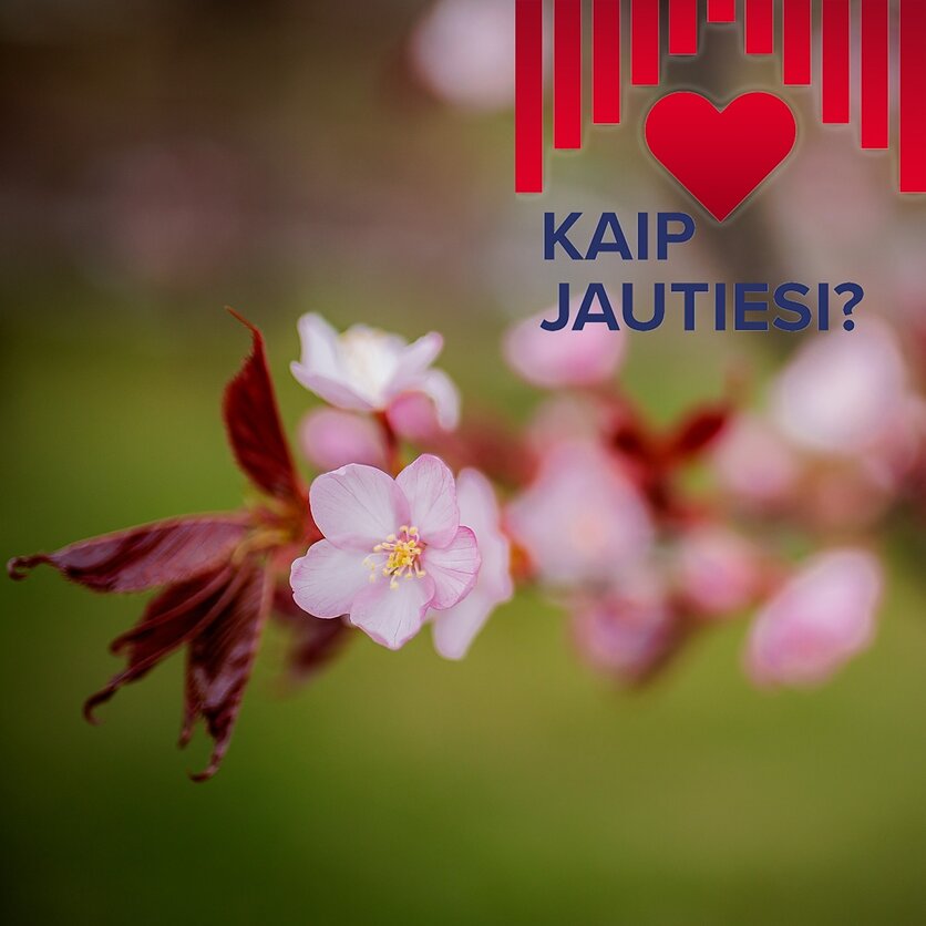 E. Blažio / LRT nuotr., Sakuros