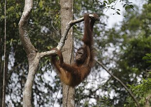 Orangutanas