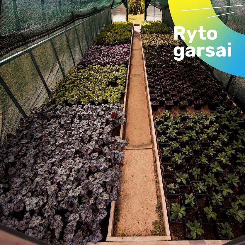 J. Stacevičiaus / LRT nuotr., „Sodo kampelis“