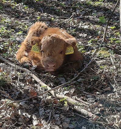 Nojaus Ambrazevičiaus augintiniai hailendai