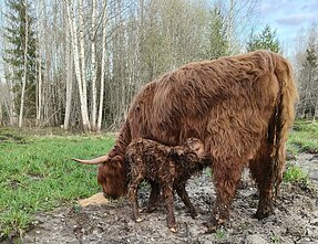 Nojaus Ambrazevičiaus augintiniai hailendai