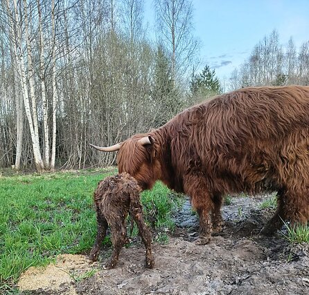 Nojaus Ambrazevičiaus augintiniai hailendai