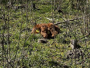 Nojaus Ambrazevičiaus augintiniai hailendai